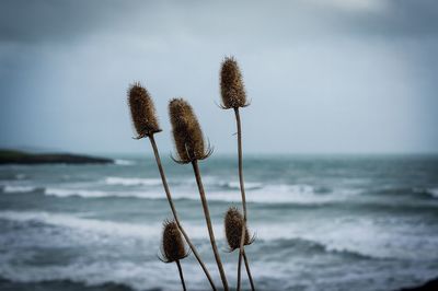 Close-up of plant growing on beach against sky