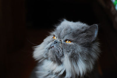 Close-up portrait of a cat