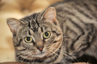 Close-up portrait of a cat