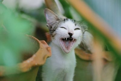 Close-up of cat yawning