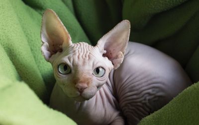 Portrait of sphynx hairless cat relaxing on green towel