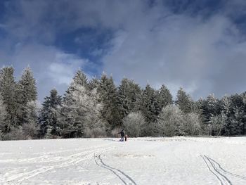 Trees on field against sky during winter