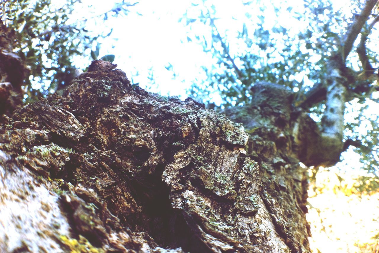 low angle view, tree, tree trunk, textured, sky, branch, nature, bark, growth, close-up, rough, day, focus on foreground, outdoors, tranquility, sunlight, no people, beauty in nature, clear sky, selective focus