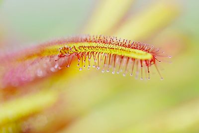 Close-up of insect on flower