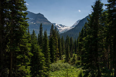 Jackson glacier - glacier national park