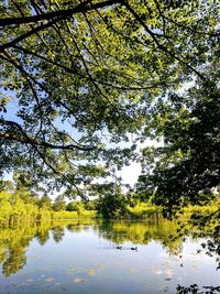 Reflection of trees in lake