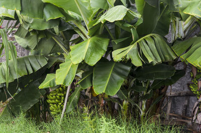Green banana plant on a land of a house. 