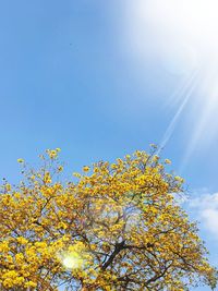 Low angle view of yellow flowering plant against sky