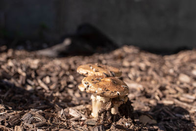 Close-up of mushroom on field