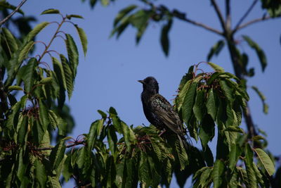 Low angle view of birds perching on tree