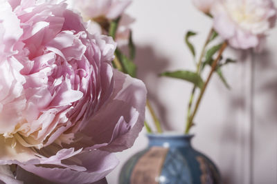 Close-up of pink peony flower in vase