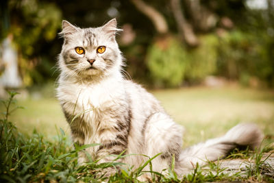 Portrait of cat sitting outdoors