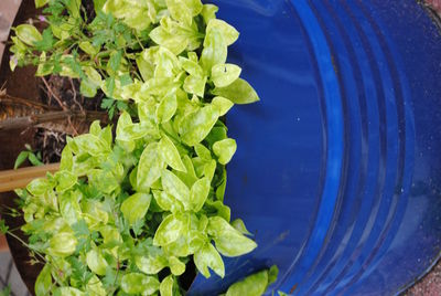 Close-up of fresh green plant with blue water