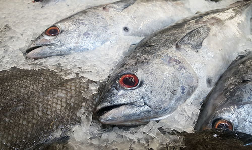 High angle view of fish for sale in market