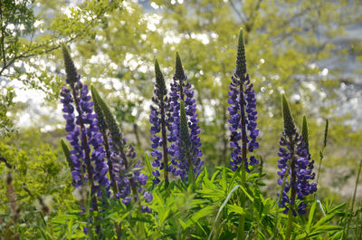 Close-up of purple lupine flowers