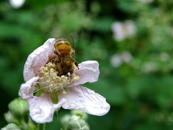 Close-up of bee pollinating on flower