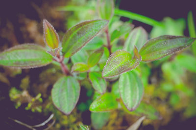 Close-up of green leaves