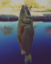 Close-up of fish swimming in lake