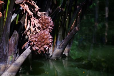 Close-up of wilted flower against trees