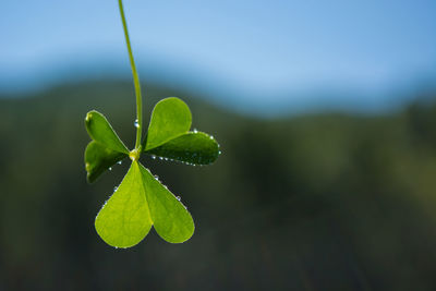 Close-up of plant growing outdoors