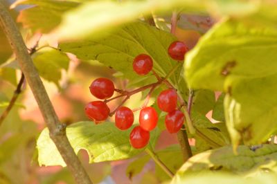 Close-up of berries on tree