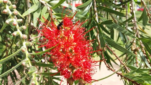 Close-up of red flowers