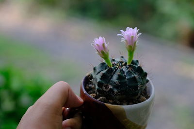 Close-up of cropped hand holding cup with plant