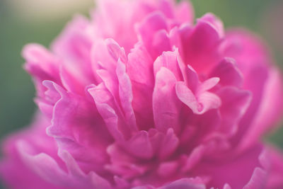 Close-up of pink flower blooming outdoors