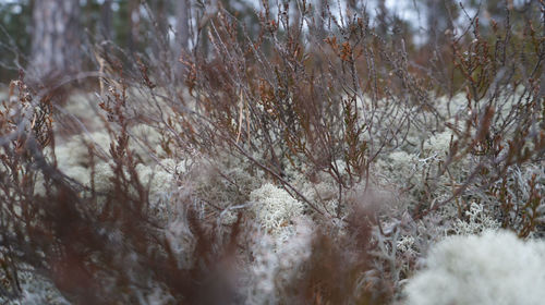 Close-up of snow covered land