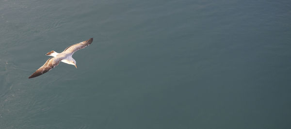 High angle view of seagull flying in sea