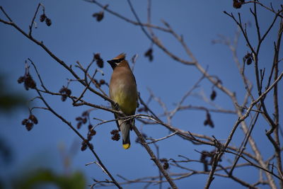 Low angle view of bird perching on tree