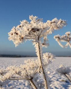 Close-up of frozen tree against clear sky