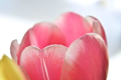 Close-up of pink tulip