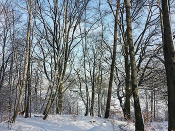 Trees in forest during winter