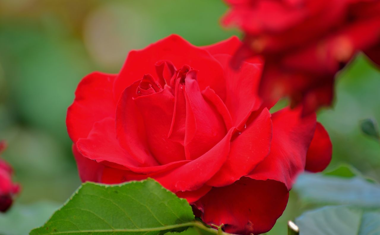 CLOSE UP OF RED ROSE