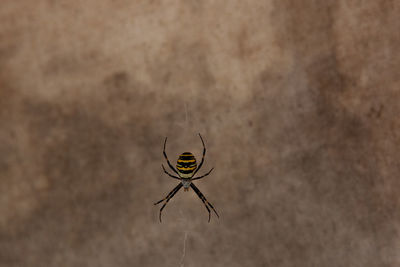 Close-up of spider on wall