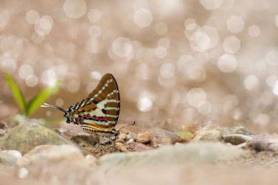 Close-up of butterfly on rock