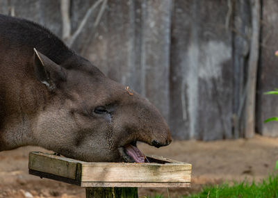 Close-up of an animal representation at zoo