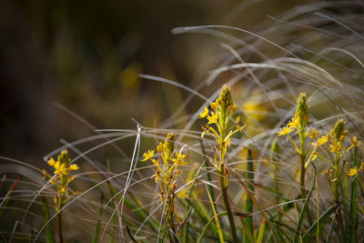 Close-up of yellow flowering plant on field