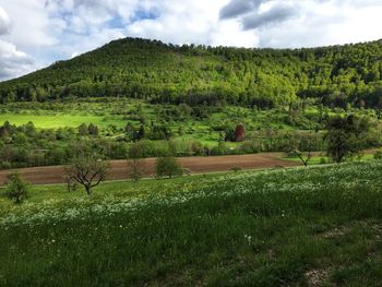 Scenic view of agricultural field against sky