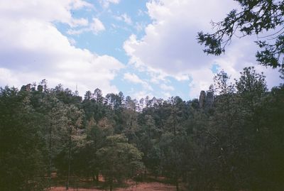 Trees growing in forest against sky