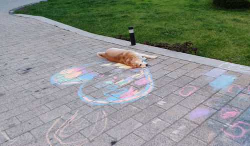 High angle view of dog on footpath