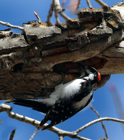 Low angle view of bird perching on branch