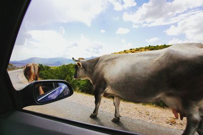 Cows walking on road seen through car window