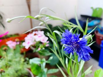 Close-up of purple flowering plants