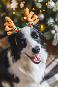 Close-up portrait of a dog