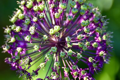 Close-up of purple flowering plant