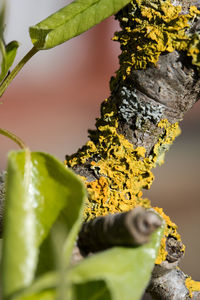 Close-up of leaves