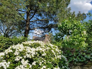 Low angle view of flowering plants against sky