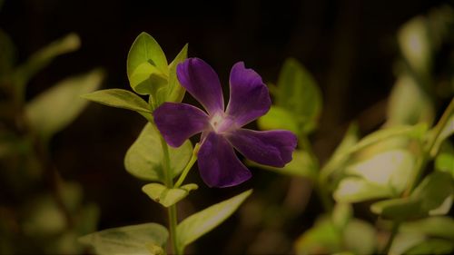 Close-up of flower blooming outdoors